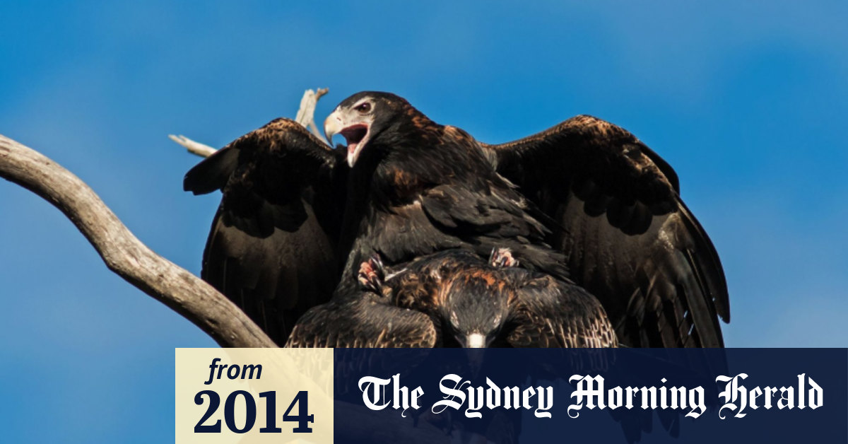 Canberra's wedgetailed eagles thriving on degustation menu